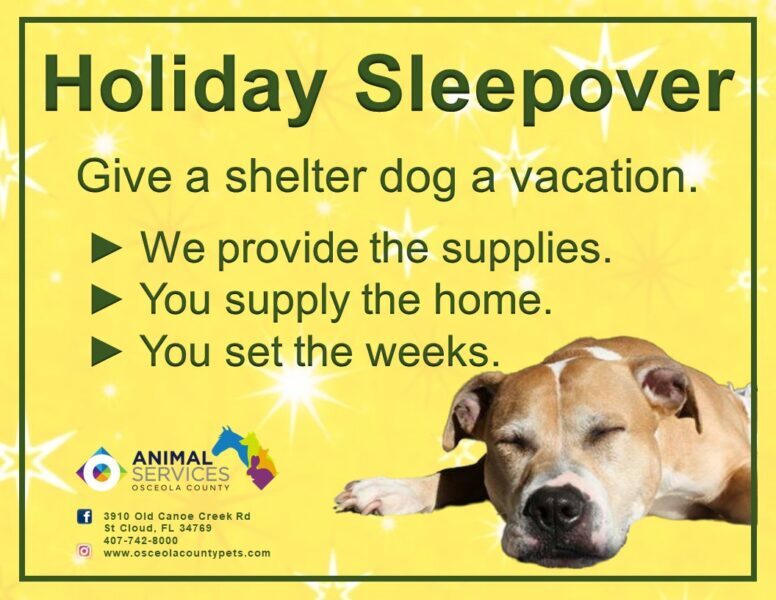 Osceola County Animal Services Introduces Holiday Sleepover Program for Shelter Dogs