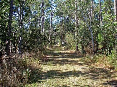 Lake Lizzie Marsh