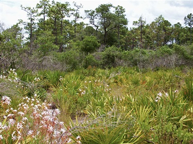 Lake Lizzie Scrub