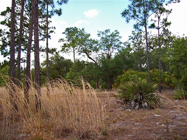 Lake Lizzie Flatwoods