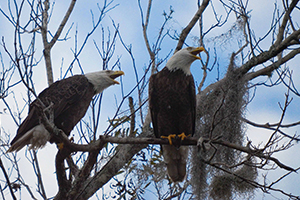 Bald eagles