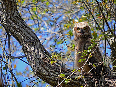 Young great horned owl