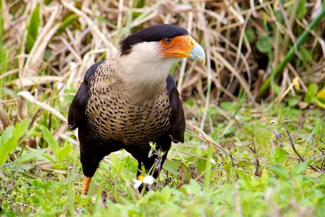 Crested Caracara