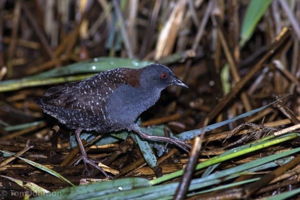 Eastern Black Rail