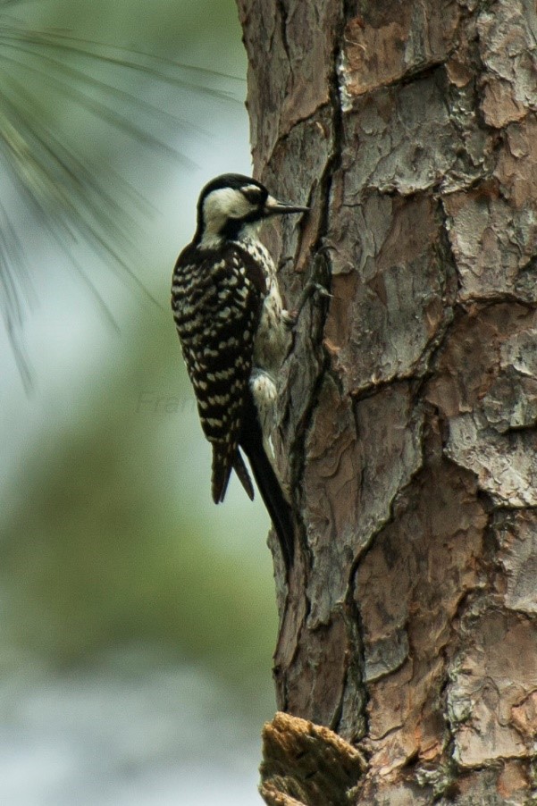 Red-Cockaded Woodpecker