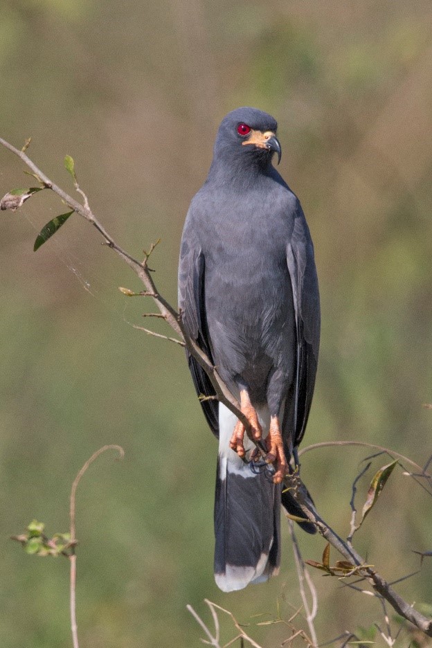 Everglades Snail Kite