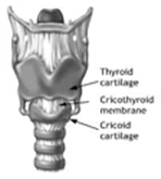 Thyroid diagram