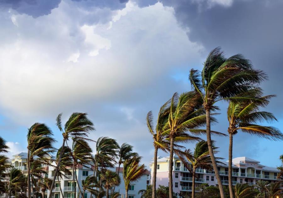 How to handle emergencies Osceola Florida, windy palm trees